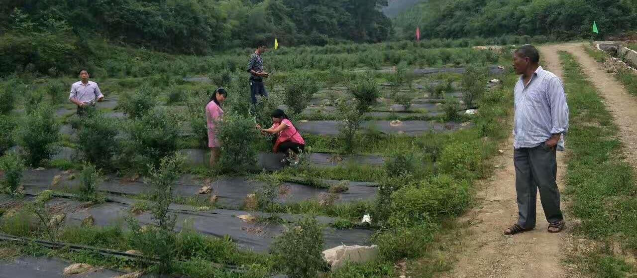 防草布（園藝地布）鋪設(shè)實(shí)景展示